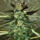 Strawberry Kush strain photo