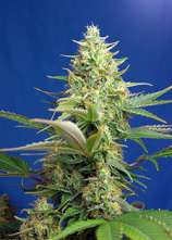 Sweet Pure Auto CBD strain photo