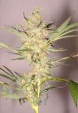 The Real Mc Coy strain photo