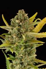 Critical Cheese Autoflowering strain photo