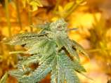OGiesel strain photo