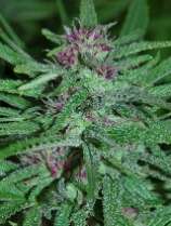 Panama strain photo