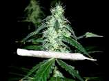 Soma Seeds - Hash Heaven strain photo