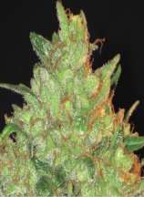 Magma strain photo