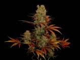 Soma Seeds - G13 Haze Somango strain photo