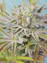 Buford OG x Cupcake strain photo