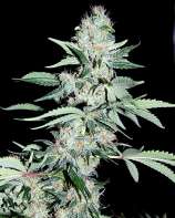 Rapid Fire strain photo