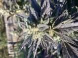 Fly Tape strain photo