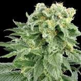 Bubble Yum strain photo