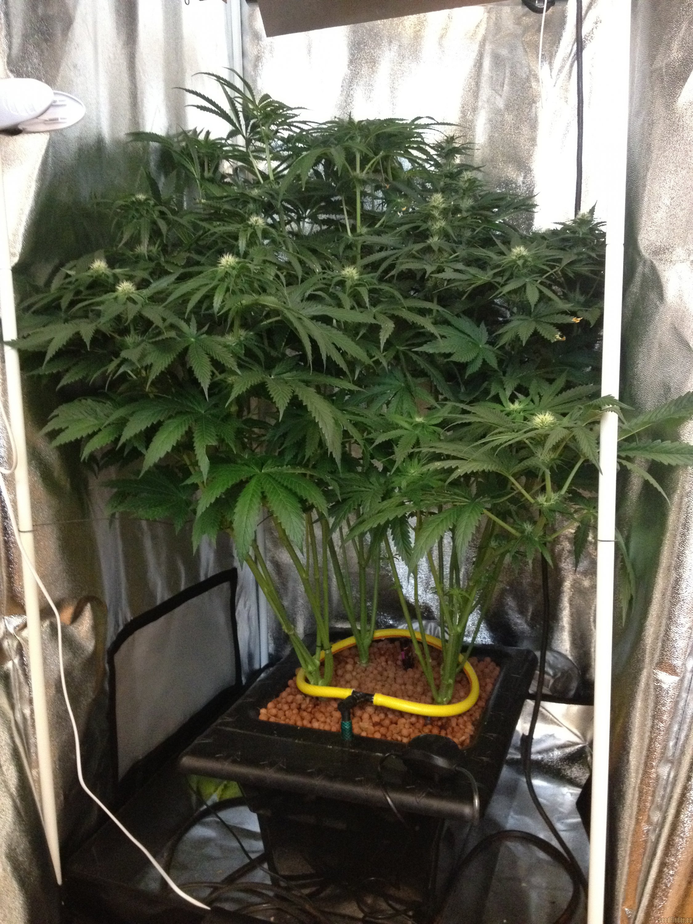 Mad Kush strain photo