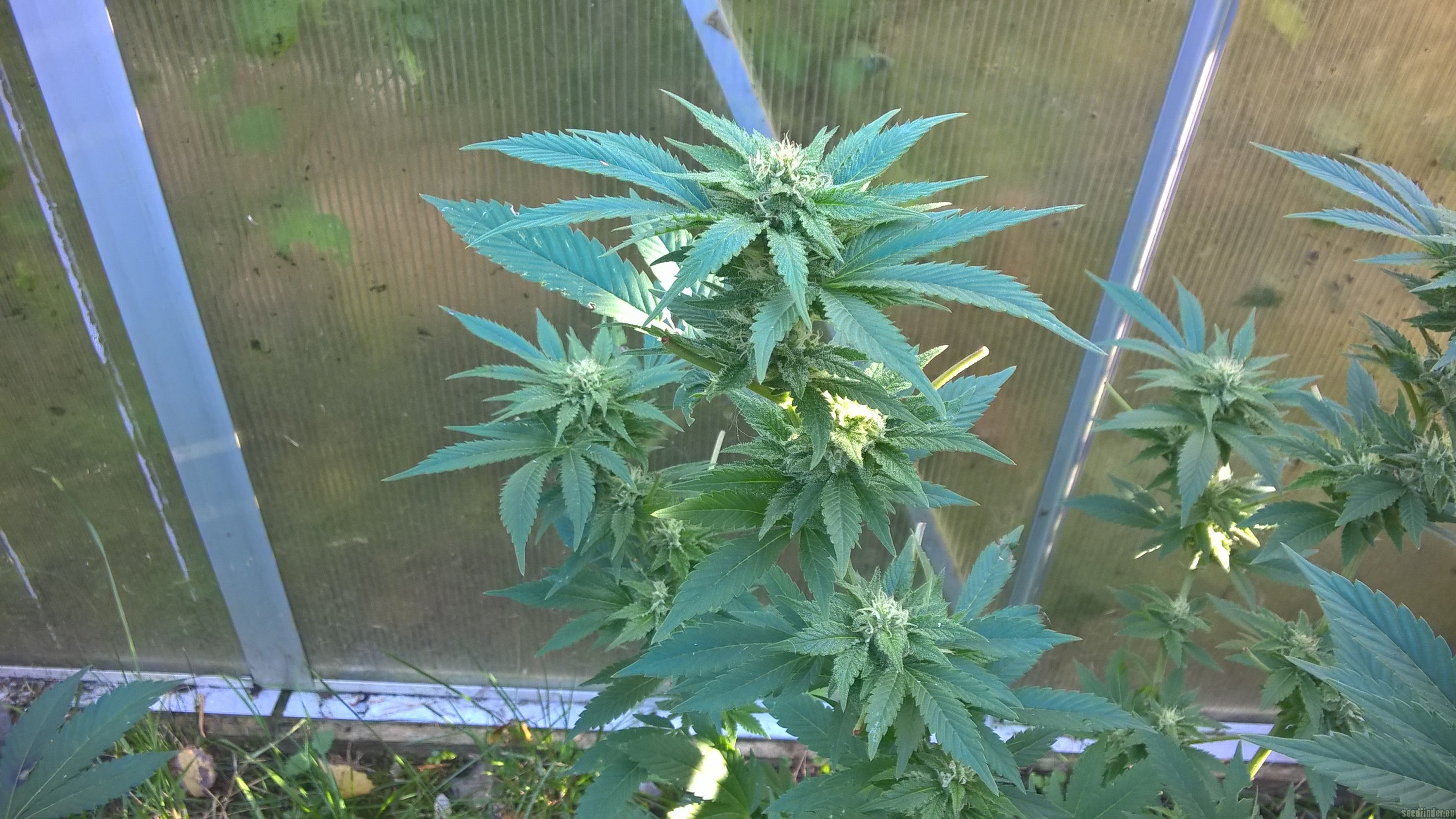 Diesel strain photo