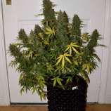 Sour Livers strain photo