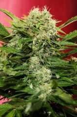 Joint Doctor - Chronic Ryder strain photo