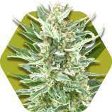 Vanilla Ice strain photo