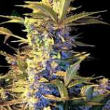 Bulk Seed Bank - Auto Easy Ryder strain photo