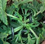 Blue Afghan x Sour Diesel strain photo