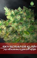 Skyscraper Kush strain photo