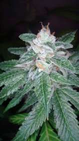O.G. Skunk strain photo