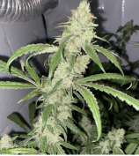 PiffCoast 3 strain photo