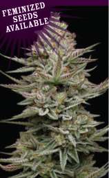 Family Jewels strain photo