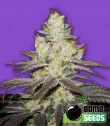 Killer Purps strain photo