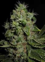 Mazari strain photo