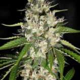 Black Gum strain photo