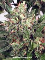 Early XXX strain photo