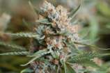 Blue Hammer strain photo