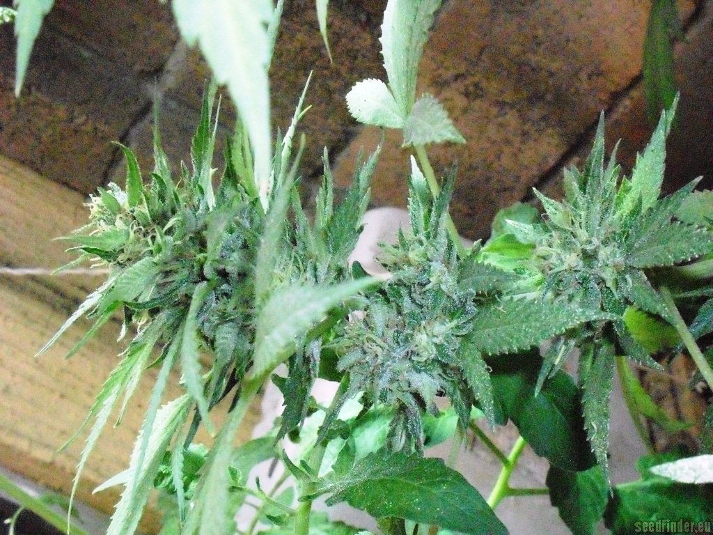 Venus Genetics - Double Cheese strain photo