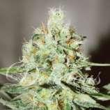 Delicious Seeds - Jägg Kush strain photo