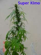 Super Kimo strain photo