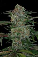 TGA Subcool Seeds - Qush strain photo