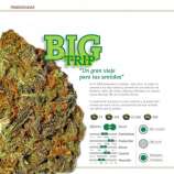 Big Trip strain photo