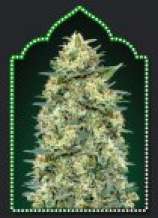 Auto White Widow strain photo