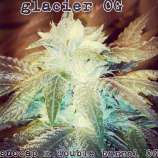 Glacier OG strain photo