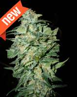 Crop Circle strain photo