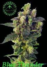 Blue Thunder strain photo
