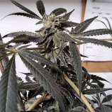 Beskar strain photo