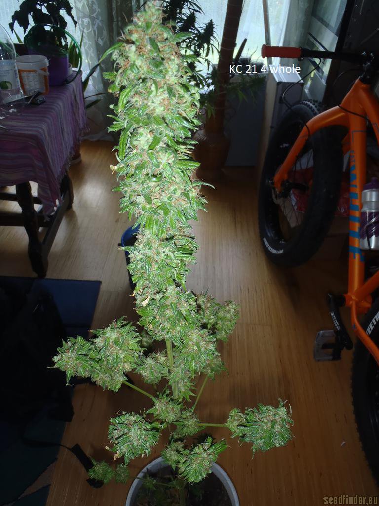 Kali China strain photo