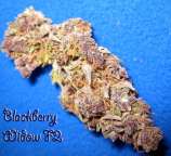 Blackberry Widow strain photo