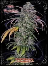 Auto Thunderfuck strain photo