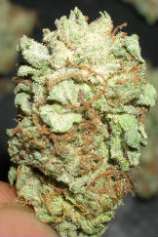 BC Skunk #1 strain photo