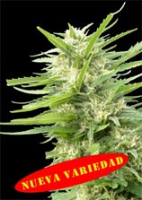 Kritikal Bilbo x AK-47 strain photo