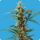 Nordika strain photo