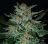 Blue Cheese strain photo