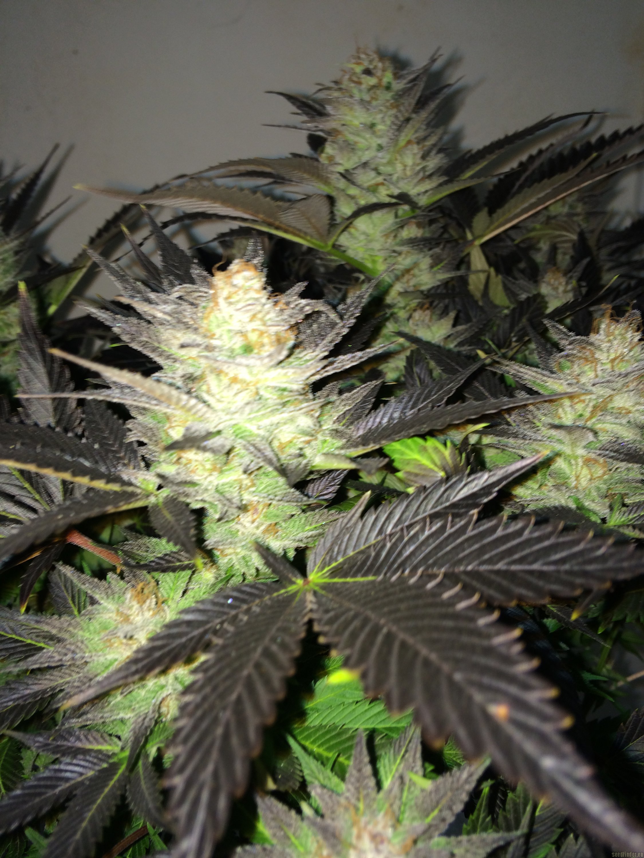 Alpine-Seeds - Erdbeer x Sweet Pink Grapefruit strain photo