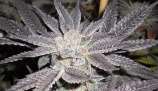La Affie strain photo