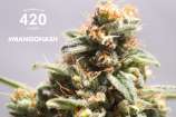 Mango Hash strain photo
