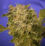 The Hog strain photo